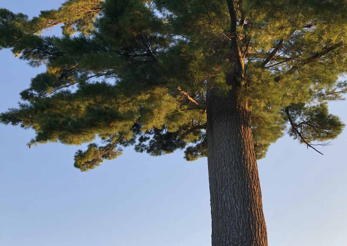 Big Old White Pine